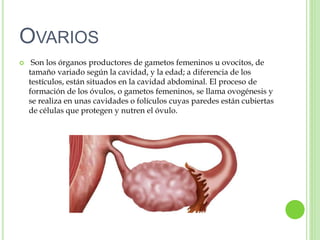 OVARIOS
 Son los órganos productores de gametos femeninos u ovocitos, de
tamaño variado según la cavidad, y la edad; a diferencia de los
testículos, están situados en la cavidad abdominal. El proceso de
formación de los óvulos, o gametos femeninos, se llama ovogénesis y
se realiza en unas cavidades o folículos cuyas paredes están cubiertas
de células que protegen y nutren el óvulo.
 