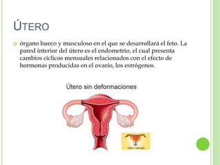 ÚTERO
 órgano hueco y musculoso en el que se desarrollará el feto. La
pared interior del útero es el endometrio, el cual presenta
cambios cíclicos mensuales relacionados con el efecto de
hormonas producidas en el ovario, los estrógenos.
 