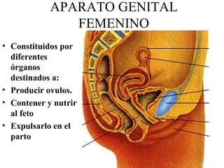 APARATO GENITAL 
FEMENINO 
• Constituidos por 
diferentes 
órganos 
destinados a: 
• Producir ovulos. 
• Contener y nutrir 
al feto 
• Expulsarlo en el 
parto 
 