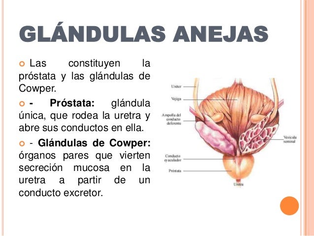 Aparato Reproductor