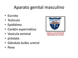 Aparato genital masculino Escroto Testículo Epidídimo Cordónespermático Vesícula seminal próstata Glándulabulbouretral Pene CIRCULO DE ESTUDIOS  MEDICINA DE ALTURA 