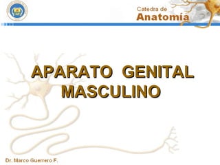 APARATO GENITALAPARATO GENITAL
MASCULINOMASCULINO
 