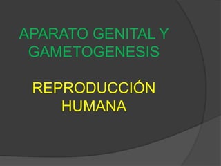 APARATO GENITAL Y 
GAMETOGENESIS 
REPRODUCCIÓN 
HUMANA 
 