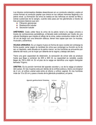 Los túbulos contorneados distales desembocan en un conducto colector y estos al
unirse forman el conducto papilar que drena en los cálices menores llegando a la
pelvis renal. La formación de orina se realiza en las nefronas en donde se filtra y
extrae sustancias de la sangre, cuando esta pasa por los glomérulos a través de
tres procesos básicos que son:
        Filtración glomerular
        Reabsorción tubular
        Secreción tubular

URÉTERES: Cada uréter lleva la orina de la pelvis renal a la vejiga urinaria a
través de contracciones peristálticas, el llenado está controlado por medio de una
válvula fisiológica que impide el reflujo de la orina, estos conductos miden de 25 a
30 cm de largo con una dirección oblicua, tienen tres capas que son: la mucosa,
muscular y adventicia.

VEJIGA URINARIA: Es un órgano hueco en forma de saco ovoide (sin embargo la
forma puede variar según la cantidad de orina que contenga) su función es la de
ser un depósito, está situada en la pelvis menor, en los hombres se encuentra por
delante del recto y en la mujer por delante de la vagina y debajo del útero.

Tiene una gran capacidad de distensión, la sensación de orinar sólo se produce
hasta que llega a contener de 200 a 400 ml, su capacidad es variable, puede
llegar de 700 a 800 ml. En el piso de la vejiga se identifica una región triangular
llamada Trígono.

URETRA: Es la porción terminal del aparato excretor y va de la vejiga al exterior
del cuerpo. En las mujeres esta por detrás de la sínfisis púbica y tiene una longitud
de 4 cm, el orificio uretral está entre el clítoris y orificio vaginal. En los hombres
mide de 15 a 20 cm y pasa a través de la glándula prostática y el pene.
 