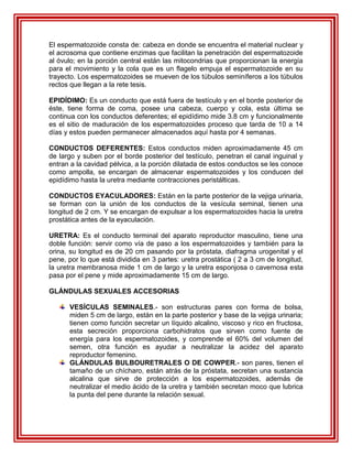 El espermatozoide consta de: cabeza en donde se encuentra el material nuclear y
el acrosoma que contiene enzimas que facilitan la penetración del espermatozoide
al óvulo; en la porción central están las mitocondrias que proporcionan la energía
para el movimiento y la cola que es un flagelo empuja el espermatozoide en su
trayecto. Los espermatozoides se mueven de los túbulos seminíferos a los túbulos
rectos que llegan a la rete tesis.

EPIDÍDIMO: Es un conducto que está fuera de testículo y en el borde posterior de
éste, tiene forma de coma, posee una cabeza, cuerpo y cola, esta última se
continua con los conductos deferentes; el epidídimo mide 3.8 cm y funcionalmente
es el sitio de maduración de los espermatozoides proceso que tarda de 10 a 14
días y estos pueden permanecer almacenados aquí hasta por 4 semanas.

CONDUCTOS DEFERENTES: Estos conductos miden aproximadamente 45 cm
de largo y suben por el borde posterior del testículo, penetran el canal inguinal y
entran a la cavidad pélvica, a la porción dilatada de estos conductos se les conoce
como ampolla, se encargan de almacenar espermatozoides y los conducen del
epidídimo hasta la uretra mediante contracciones peristálticas.

CONDUCTOS EYACULADORES: Están en la parte posterior de la vejiga urinaria,
se forman con la unión de los conductos de la vesícula seminal, tienen una
longitud de 2 cm. Y se encargan de expulsar a los espermatozoides hacia la uretra
prostática antes de la eyaculación.

URETRA: Es el conducto terminal del aparato reproductor masculino, tiene una
doble función: servir como vía de paso a los espermatozoides y también para la
orina, su longitud es de 20 cm pasando por la próstata, diafragma urogenital y el
pene, por lo que está dividida en 3 partes: uretra prostática ( 2 a 3 cm de longitud,
la uretra membranosa mide 1 cm de largo y la uretra esponjosa o cavernosa esta
pasa por el pene y mide aproximadamente 15 cm de largo.

GLÁNDULAS SEXUALES ACCESORIAS

      VESÍCULAS SEMINALES.- son estructuras pares con forma de bolsa,
      miden 5 cm de largo, están en la parte posterior y base de la vejiga urinaria;
      tienen como función secretar un líquido alcalino, viscoso y rico en fructosa,
      esta secreción proporciona carbohidratos que sirven como fuente de
      energía para los espermatozoides, y comprende el 60% del volumen del
      semen, otra función es ayudar a neutralizar la acidez del aparato
      reproductor femenino.
      GLÁNDULAS BULBOURETRALES O DE COWPER.- son pares, tienen el
      tamaño de un chícharo, están atrás de la próstata, secretan una sustancia
      alcalina que sirve de protección a los espermatozoides, además de
      neutralizar el medio ácido de la uretra y también secretan moco que lubrica
      la punta del pene durante la relación sexual.
 