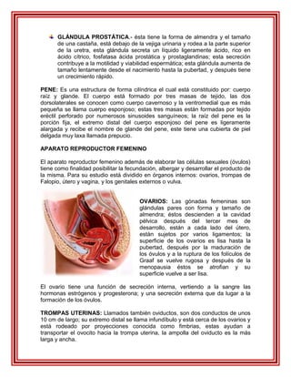 GLÁNDULA PROSTÁTICA.- ésta tiene la forma de almendra y el tamaño
       de una castaña, está debajo de la vejiga urinaria y rodea a la parte superior
       de la uretra, esta glándula secreta un líquido ligeramente ácido, rico en
       ácido cítrico, fosfatasa ácida prostática y prostaglandinas; esta secreción
       contribuye a la motilidad y viabilidad espermática; esta glándula aumenta de
       tamaño lentamente desde el nacimiento hasta la pubertad, y después tiene
       un crecimiento rápido.

PENE: Es una estructura de forma cilíndrica el cual está constituido por: cuerpo
raíz y glande. El cuerpo está formado por tres masas de tejido, las dos
dorsolaterales se conocen como cuerpo cavernoso y la ventromedial que es más
pequeña se llama cuerpo esponjoso; estas tres masas están formadas por tejido
eréctil perforado por numerosos sinusoides sanguíneos; la raíz del pene es la
porción fija, el extremo distal del cuerpo esponjoso del pene es ligeramente
alargada y recibe el nombre de glande del pene, este tiene una cubierta de piel
delgada muy laxa llamada prepucio.

APARATO REPRODUCTOR FEMENINO

El aparato reproductor femenino además de elaborar las células sexuales (óvulos)
tiene como finalidad posibilitar la fecundación, albergar y desarrollar el producto de
la misma. Para su estudio está dividido en órganos internos: ovarios, trompas de
Falopio, útero y vagina, y los genitales externos o vulva.


                                        OVARIOS: Las gónadas femeninas son
                                        glándulas pares con forma y tamaño de
                                        almendra; éstos descienden a la cavidad
                                        pélvica después del tercer mes de
                                        desarrollo, están a cada lado del útero,
                                        están sujetos por varios ligamentos; la
                                        superficie de los ovarios es lisa hasta la
                                        pubertad, después por la maduración de
                                        los óvulos y a la ruptura de los folículos de
                                        Graaf se vuelve rugosa y después de la
                                        menopausia éstos se atrofian y su
                                        superficie vuelve a ser lisa.

El ovario tiene una función de secreción interna, vertiendo a la sangre las
hormonas estrógenos y progesterona; y una secreción externa que da lugar a la
formación de los óvulos.

TROMPAS UTERINAS: Llamados también oviductos, son dos conductos de unos
10 cm de largo; su extremo distal se llama infundíbulo y está cerca de los ovarios y
está rodeado por proyecciones conocida como fimbrias, estas ayudan a
transportar el ovocito hacia la trompa uterina, la ampolla del oviducto es la más
larga y ancha.
 