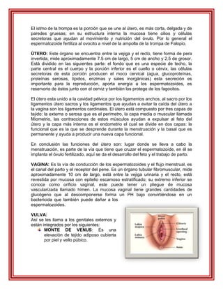 El istmo de la trompa es la porción que se une al útero, es más corta, delgada y de
paredes gruesas; en su estructura interna la mucosa tiene cilios y células
secretoras que ayudan al movimiento y nutrición del óvulo. Por lo general el
espermatozoide fertiliza al ovocito a nivel de la ampolla de la trompa de Falopio.

ÚTERO: Este órgano se encuentra entre la vejiga y el recto, tiene forma de pera
invertida, mide aproximadamente 7.5 cm de largo, 5 cm de ancho y 2.5 de grosor.
Está dividido en las siguientes parte: el fondo que es una especie de techo, la
parte central es el cuerpo y la porción inferior es el cuello o cérvix, las células
secretoras de esta porción producen el moco cervical (agua, glucoproteínas,
proteínas serosas, lípidos, enzimas y sales inorgánicas) esta secreción es
importante para la reproducción, aporta energía a los espermatozoides, es
reservorio de éstos junto con el cerviz y también los protege de los fagocitos.

El útero esta unido a la cavidad pélvica por los ligamentos anchos, al sacro por los
ligamentos útero sacros y los ligamentos que ayudan a evitar la caída del útero a
la vagina son los ligamentos cardinales. El útero está compuesto por tres capas de
tejido: la externa o serosa que es el perímetro, la capa media o muscular llamada
Miometrio, las contracciones de estos músculos ayudan a expulsar al feto del
útero y la capa más interna es el endometrio el cual se divide en dos capas: la
funcional que es la que se desprende durante la menstruación y la basal que es
permanente y ayuda a producir una nueva capa funcional.

En conclusión las funciones del útero son: lugar donde se lleva a cabo la
menstruación, es parte de la vía que tiene que cruzar el espermatozoide, en él se
implanta el óvulo fertilizado, aquí se da el desarrollo del feto y el trabajo de parto.

VAGINA: Es la vía de conducción de los espermatozoides y el flujo menstrual, es
el canal del parto y el receptor del pene. Es un órgano tubular fibromuscular, mide
aproximadamente 10 cm de largo, está entre la vejiga urinaria y el recto, está
revestida por mucosa con epitelio escamoso estratificado; su extremo inferior se
conoce como orificio vaginal, este puede tener un pliegue de mucosa
vascularizada llamado himen. La mucosa vaginal tiene grandes cantidades de
glucógeno que al descomponerse forma un PH bajo convirtiéndose en un
bactericida que también puede dañar a los
espermatozoides.

VULVA:
Así se les llama a los genitales externos y
están integrados por los siguientes:
       MONTE DE VENUS: Es una
       elevación de tejido adiposo cubierta
       por piel y vello púbico.
 