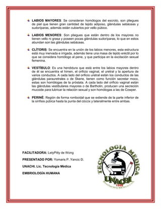 LABIOS MAYORES: Se consideran homólogos del escroto, son pliegues
     de piel que tienen gran cantidad de tejido adiposo, glándulas sebáceas y
     sudoríparas, además están cubiertos por vello púbico.

     LABIOS MENORES: Son pliegues que están dentro de los mayores no
     tienen vello ni grasa y poseen pocas glándulas sudoríparas, lo que en estos
     abundan son las glándulas sebáceas.

     CLÍTORIS: Se encuentra en la unión de los labios menores, esta estructura
     está muy inervada e irrigada, además tiene una masa de tejido eréctil por lo
     que se considera homólogo al pene, y que participa en la excitación sexual
     femenina.

     VESTÍBULO: Es una hendidura que está entre los labios mayores dentro
     de él se encuentra el himen, el orificio vaginal, el uretral y la apertura de
     varios conductos. A cada lado del orificio uretral están los conductos de las
     glándulas parauretrales o de Skene, tienen como función secretar moco,
     estas son homólogas de la próstata. A cada lado del orificio vaginal están
     las glándulas vestibulares mayores o de Bartholin, producen una secreción
     mucoide para lubricar la relación sexual y son homólogas a las de Cowper.

     PERINÉ: Región de forma romboidal que se extiende de la parte inferior de
     la sínfisis púbica hasta la punta del cóccix y lateralmente entre ambas.




FACILITADORA: LetyPitty de Wong

PRESENTADO POR: Yomaris P. Yancic D.

UNACHI. Lic. Tecnología Médica

EMBRIOLOGÍA HUMANA
 