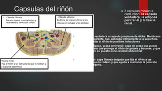 Aparato genitourinario | PPTX