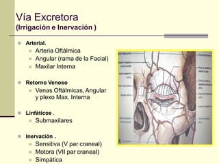 Vía Excretora
(Irrigación e Inervación )
 Arterial.
 Arteria Oftálmica
 Angular (rama de la Facial)
 Maxilar Interna
...