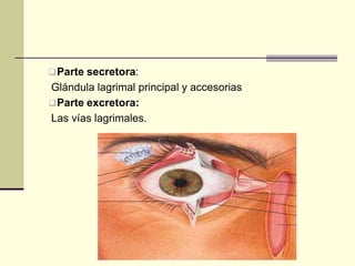 Parte secretora:
Glándula lagrimal principal y accesorias
Parte excretora:
Las vías lagrimales.
 