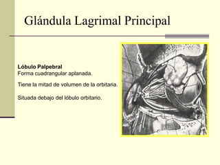 Glándula Lagrimal Principal
Lóbulo Palpebral
Forma cuadrangular aplanada.
Tiene la mitad de volumen de la orbitaria.
Situa...