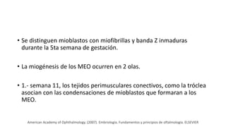 • Se distinguen mioblastos con miofibrillas y banda Z inmaduras
durante la 5ta semana de gestación.
• La miogénesis de los MEO ocurren en 2 olas.
• 1.- semana 11, los tejidos perimusculares conectivos, como la tróclea
asocian con las condensaciones de mioblastos que formaran a los
MEO.
American Academy of Ophthalmology. (2007). Embriología. Fundamentos y principios de oftalmología. ELSEVIER
 