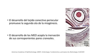 • El desarrollo del tejido conectivo periocular
promueve la segunda ola de la miogénesis.
• El desarrollo de los MEO acopla la inervación
de sus corresponientes pares craneales.
American Academy of Ophthalmology. (2007). Embriología. Fundamentos y principios de oftalmología. ELSEVIER
 