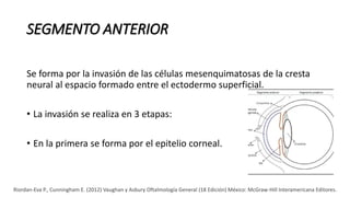 SEGMENTO ANTERIOR
Se forma por la invasión de las células mesenquimatosas de la cresta
neural al espacio formado entre el ectodermo superficial.
• La invasión se realiza en 3 etapas:
• En la primera se forma por el epitelio corneal.
Riordan-Eva P., Cunningham E. (2012) Vaughan y Asbury Oftalmología General (18 Edición) México: McGraw-Hill Interamericana Editores.
 