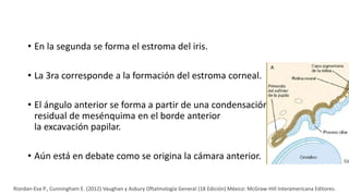 • En la segunda se forma el estroma del iris.
• La 3ra corresponde a la formación del estroma corneal.
• El ángulo anterior se forma a partir de una condensación
residual de mesénquima en el borde anterior de
la excavación papilar.
• Aún está en debate como se origina la cámara anterior.
Riordan-Eva P., Cunningham E. (2012) Vaughan y Asbury Oftalmología General (18 Edición) México: McGraw-Hill Interamericana Editores.
 