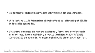 • El epitelio y el endotelio corneales son visibles a las seis semanas.
• En la semana 11, la membrana de Descement es secretada por células
endoteliales aplanadas.
• El estroma engruesa de manera paulatina y forma una condensación
anterior, justo bajo el epitelio, y a los cuatro meses es identificable
como la capa de Bowman. 4 meses definitiva la unión esclerocorneal.
Riordan-Eva P., Cunningham E. (2012) Vaughan y Asbury Oftalmología General (18 Edición) México: McGraw-Hill Interamericana Editores.
 
