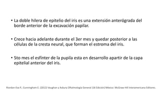 • La doble hilera de epitelio del iris es una extensión anterógrada del
borde anterior de la excavación papilar.
• Crece hacia adelante durante el 3er mes y quedar posterior a las
células de la cresta neural, que forman el estroma del iris.
• 5to mes el esfínter de la pupila esta en desarrollo apartir de la capa
epitelial anterior del iris.
Riordan-Eva P., Cunningham E. (2012) Vaughan y Asbury Oftalmología General (18 Edición) México: McGraw-Hill Interamericana Editores.
 