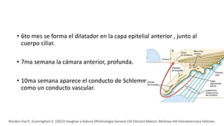 • 6to mes se forma el dilatador en la capa epitelial anterior , junto al
cuerpo ciliar.
• 7ma semana la cámara anterior, profunda.
• 10ma semana aparece el conducto de Schlemm
como un conducto vascular.
Riordan-Eva P., Cunningham E. (2012) Vaughan y Asbury Oftalmología General (18 Edición) México: McGraw-Hill Interamericana Editores.
 