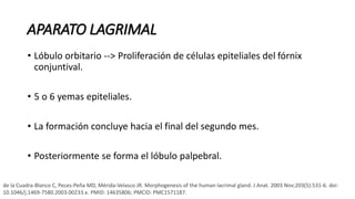 • Lóbulo orbitario --> Proliferación de células epiteliales del fórnix
conjuntival.
• 5 o 6 yemas epiteliales.
• La formación concluye hacia el final del segundo mes.
• Posteriormente se forma el lóbulo palpebral.
APARATO LAGRIMAL
de la Cuadra-Blanco C, Peces-Peña MD, Mérida-Velasco JR. Morphogenesis of the human lacrimal gland. J Anat. 2003 Nov;203(5):531-6. doi:
10.1046/j.1469-7580.2003.00233.x. PMID: 14635806; PMCID: PMC1571187.
 