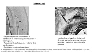 -las yemas epiteliales redondeadas se
condensan en el fórnix conjuntival superior y
se invaginan.
-Aparecen en la parte superior y exterior de la
condensación.
-Constituyen el primordio glandular.
-reciben la arteria y el nervio lagrimal
-El nervio lagrimal se acerca al extremo
posterior y medial del primordio de la
glándula.
de la Cuadra-Blanco C, Peces-Peña MD, Mérida-Velasco JR. Morphogenesis of the human lacrimal gland. J Anat. 2003 Nov;203(5):531-6. doi:
10.1046/j.1469-7580.2003.00233.x. PMID: 14635806; PMCID: PMC1571187.
SEMANA 9 Y 10
 