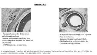 de la Cuadra-Blanco C, Peces-Peña MD, Mérida-Velasco JR. Morphogenesis of the human lacrimal gland. J Anat. 2003 Nov;203(5):531-6. doi:
10.1046/j.1469-7580.2003.00233.x. PMID: 14635806; PMCID: PMC1571187.
-Aparecen luces dentro de las yemas
epiteliales glandulares.
-algunas formaciones mantienen una
conexión epitelial temporal por medio de
un pedículo.
-El MRS se acerca a la esclerótica.
-El músculo elevador del párpado superior
inicia su formación.
-La expansión aponeurótica divide la
glándula lagrimal en dos porciones: los
lóbulos orbitario y palpebral.
SEMANA 9 A 14
 