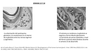 de la Cuadra-Blanco C, Peces-Peña MD, Mérida-Velasco JR. Morphogenesis of the human lacrimal gland. J Anat. 2003 Nov;203(5):531-6. doi:
10.1046/j.1469-7580.2003.00233.x. PMID: 14635806; PMCID: PMC1571187.
-La arborización del parénquima
glandular y la anastomosis en el interior
de la glándula entre los nervios lagrimal
y cigomático.
-El estroma se condensa y la glándula se
organiza y forma lóbulos glandulares.
-La formación de yemas epiteliales a nivel
del fórnix continúa observándose durante
la semana 15 de desarrollo
SEMANA 15 Y 16
 