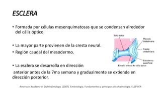 ESCLERA
• Formada por células mesenquimatosas que se condensan alrededor
del cáliz óptico.
• La mayor parte provienen de la cresta neural.
• Región caudal del mesodermo.
• La esclera se desarrolla en dirección
anterior antes de la 7ma semana y gradualmente se extiende en
dirección posterior.
American Academy of Ophthalmology. (2007). Embriología. Fundamentos y principios de oftalmología. ELSEVIER
 