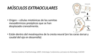 MÚSCULOS EXTRAOCULARES
• Origen – células miotónicas de los somitas
mesodérmicos preópticos que se han
desplazado cranealmente.
• Están dentro del mesénquima de la cresta neural (en las caras dorsal y
caudal del ojo en desarrollo)
American Academy of Ophthalmology. (2007). Embriología. Fundamentos y principios de oftalmología. ELSEVIER
 