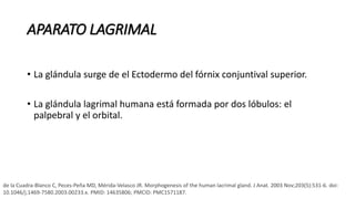 APARATO LAGRIMAL
• La glándula surge de el Ectodermo del fórnix conjuntival superior.
• La glándula lagrimal humana está formada por dos lóbulos: el
palpebral y el orbital.
de la Cuadra-Blanco C, Peces-Peña MD, Mérida-Velasco JR. Morphogenesis of the human lacrimal gland. J Anat. 2003 Nov;203(5):531-6. doi:
10.1046/j.1469-7580.2003.00233.x. PMID: 14635806; PMCID: PMC1571187.
 
