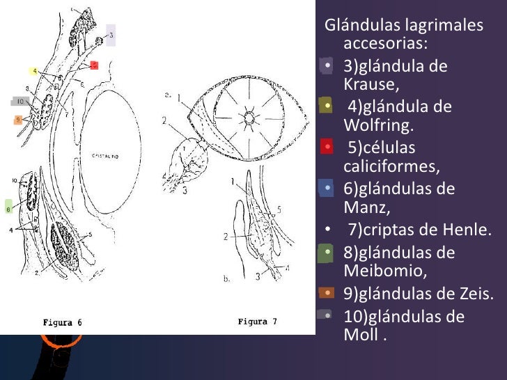 Aparato lagrimal y lagrima