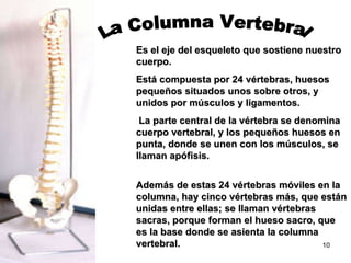 Es el eje del esqueleto que sostiene nuestro cuerpo. Está compuesta por 24 vértebras, huesos pequeños situados unos sobre otros, y unidos por músculos y ligamentos. La parte central de la vértebra se denomina cuerpo vertebral, y los pequeños huesos en punta, donde se unen con los músculos, se llaman apófisis. Además de estas 24 vértebras móviles en la columna, hay cinco vértebras más, que están unidas entre ellas; se llaman vértebras sacras, porque forman el hueso sacro, que es la base donde se asienta la columna vertebral.  La Columna Vertebral 