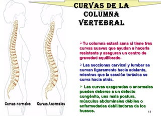 Tu columna estará sana si tiene tres curvas suaves que ayudan a hacerla resistente y aseguran un centro de gravedad equilibrado.  Las secciones cervical y lumbar se curvan ligeramente hacia adelante, mientras que la sección torácica se curva hacia atrás. Las curvas exageradas o anormales pueden deberse a un defecto congénito, una mala postura, músculos abdominales débiles o enfermedades debilitadoras de los huesos.  Curvas de la columna vertebral 