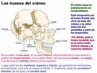 Por su parte, la  cara ósea , en su parte superior, está formada por la cara externa y anterior del  hueso frontal  y, en su parte inferior, por los huesos  nasales , los  unguis  y los dos huesos  malares  (sobre la encía superior). Luego están los dos  maxilares, superior e inferior , que permiten los movimientos de masticación, pero solo se mueve el inferior. Y, finalmente, están las  cavidades orbitales  (de los ojos) y la  cavidad nasal .  El cráneo óseo es prácticamente un rompecabezas.   Está compuesto por el hueso frontal, que sirve de base del cráneo y se ubica entre los dos parietales y parte de los temporales. Por detrás, está el hueso occipital, que es la única unión entre la cabeza y la columna vertebral. 