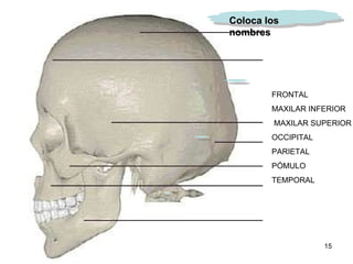 FRONTAL MAXILAR INFERIOR      MAXILAR SUPERIOR   OCCIPITAL   PARIETAL     PÓMULO   TEMPORAL      Coloca los nombres 