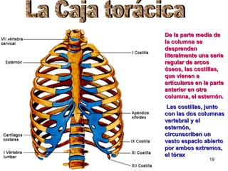 De la parte media de la columna se desprenden literalmente una serie regular de arcos óseos, las costillas, que vienen a articularse en la parte anterior en otra columna, el esternón.   Las costillas, junto con las dos columnas vertebral y el esternón, circunscriben un vasto espacio abierto por ambos extremos, el tórax La Caja torácica 