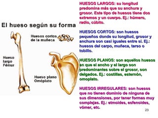 HUESOS LARGOS: su longitud predomina más que su anchura y grosor. Este tipo de huesos tiene dos extremos y un cuerpo. Ej.: húmero, radio, cúbito. HUESOS CORTOS: son huesos pequeños donde su longitud, grosor y anchura son casi iguales entre sí. Ej.: huesos del carpo, muñeca, tarso o tobillo. HUESOS PLANOS: son aquellos huesos en que el ancho y el largo son predominantes sobre el grosor, son delgados. Ej.: costillas, esternón, omoplato. HUESOS IRREGULARES: son huesos que no tienen dominio de ninguna de sus dimensiones, por tener formas muy complejas. Ej.: etmoides, esfenoides, vómer, etc . 