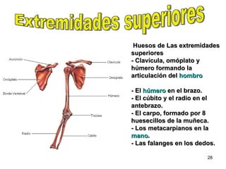 Huesos de Las extremidades  superiores  - Clavícula, omóplato y húmero formando la articulación del  hombro  - El  húmero  en el brazo. - El cúbito y el radio en el antebrazo.  - El carpo, formado por 8 huesecillos de la muñeca. - Los metacarpianos en la  mano . - Las falanges en los dedos. Extremidades superiores 