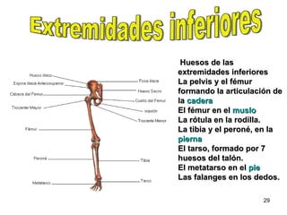Huesos de las extremidades inferiores  La pelvis y el fémur formando la articulación de la  cadera  El fémur en el  muslo   La rótula en la rodilla. La tibia y el peroné, en la  pierna   El tarso, formado por 7 huesos del talón. El metatarso en el  pie  Las falanges en los dedos. Extremidades inferiores 