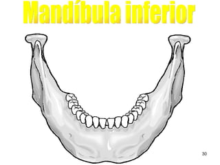 Mandíbula inferior 