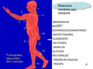 ABDOMINALES     BICEPS    ESTERNOCLEIDOMASTOIDEO   BICEPS FEMORAL    CUADRICEPS     DELTOIDES        GEMELOS   GLÚTEOS     PECTORALES    TENDÓN DE AQUILES   TRICEPS      Relaciona nombres con números 