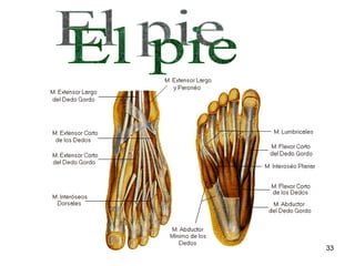 El pie 