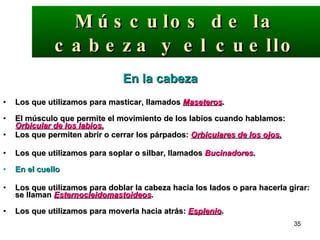 Músculos de la cabeza y el cuello En la cabeza   Los que utilizamos para masticar, llamados  Maseteros . El músculo que permite el movimiento de los labios cuando hablamos:  Orbicular de los labios. Los que permiten abrir o cerrar los párpados:  Orbiculares de los ojos.   Los que utilizamos para soplar o silbar, llamados  Bucinadores.  En el cuello   Los que utilizamos para doblar la cabeza hacia los lados o para hacerla girar: se llaman  Esternocleidomastoideos . Los que utilizamos para moverla hacia atrás:  Esplenio . 