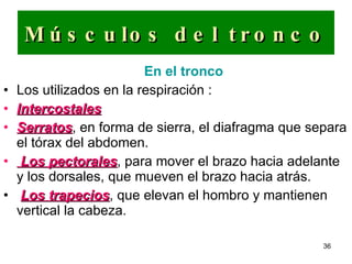 Músculos del tronco En el tronco   Los utilizados en la respiración : Intercostales   Serratos , en forma de sierra, el diafragma que separa el tórax del abdomen. Los pectorales , para mover el brazo hacia adelante y los dorsales, que mueven el brazo hacia atrás. Los trapecios , que elevan el hombro y mantienen vertical la cabeza.  