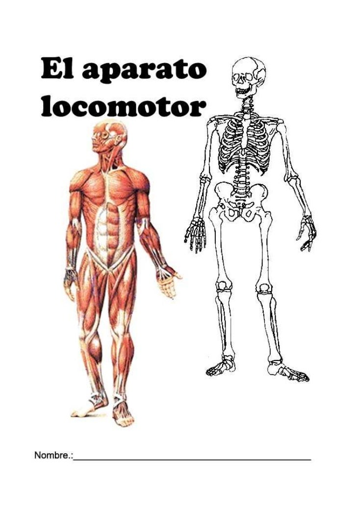 Aparato locomotor