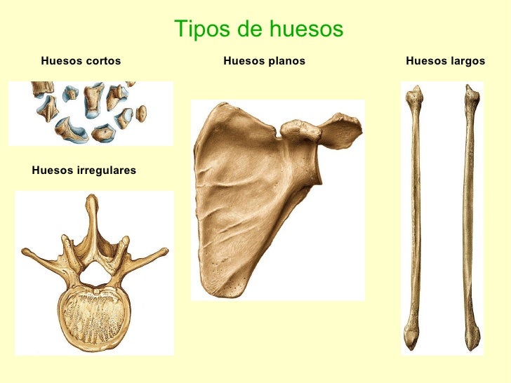 Aparato