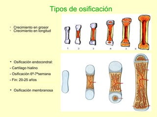 Tipos de osificación Crecimiento en grosor Crecimiento en longitud Osificación endocondral: - Cartílago hialino - Osificación 6ª-7ªsemana - Fin: 20-25 años Osificación membranosa 