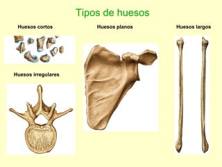 Tipos de huesos Huesos largos Huesos cortos Huesos planos Huesos irregulares 