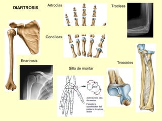 DIARTROSIS Artrodias Trocleas Trocoides Condíleas Enartrosis Silla de montar 