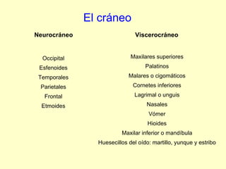 El cráneo Neurocráneo Viscerocráneo Occipital Esfenoides Temporales Parietales Frontal Etmoides Maxilares superiores Palatinos Malares o cigomáticos Cornetes inferiores Lagrimal o unguis Nasales Vómer Hioides Maxilar inferior o mandíbula Huesecillos del oído: martillo, yunque y estribo 